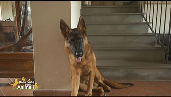 Jairo, il cane di Roberto Farnesi